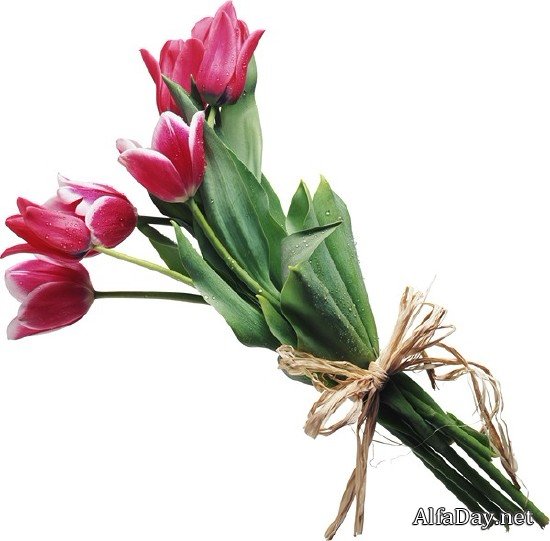 �������� Tulips PNG ������� � ����