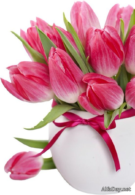 �������� Tulips PNG ������� � ����