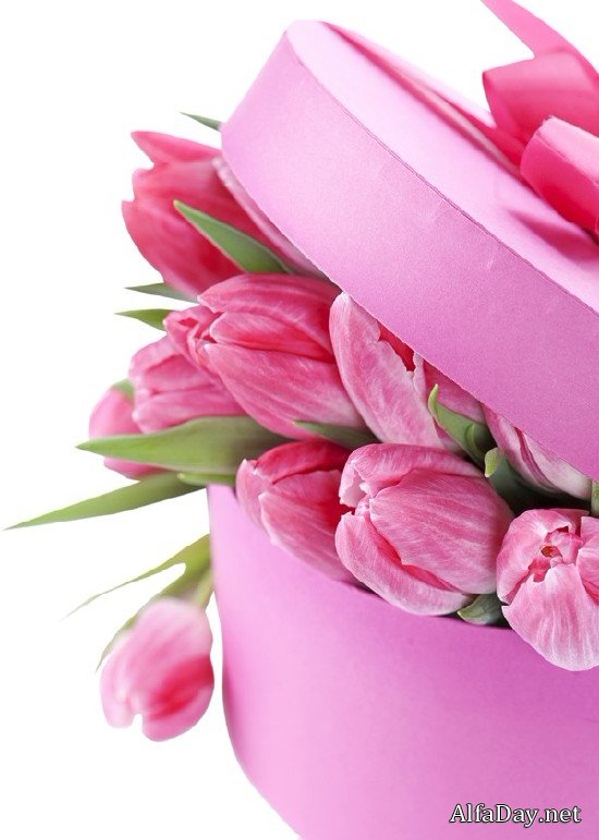 �������� Tulips PNG ������� � ����