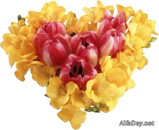 �������� Tulips PNG ������� � ����