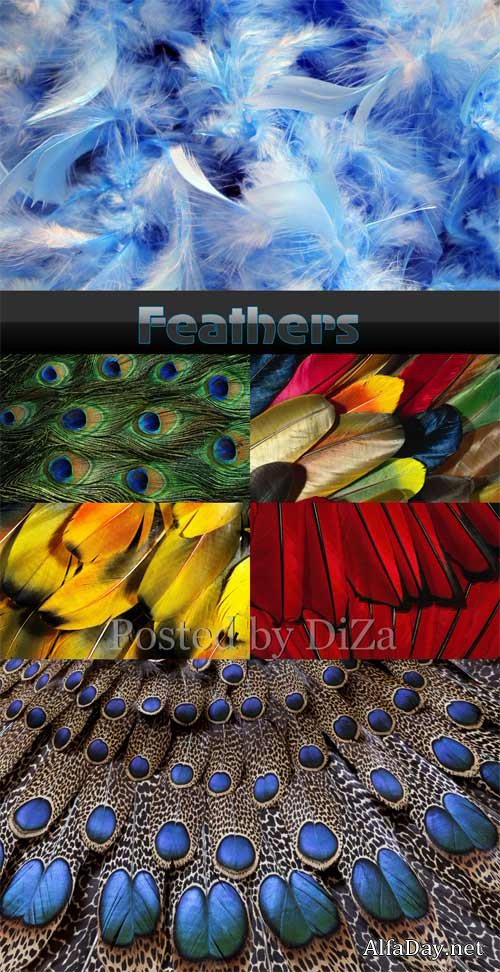 �������� ��� �������� - ����� Feathers