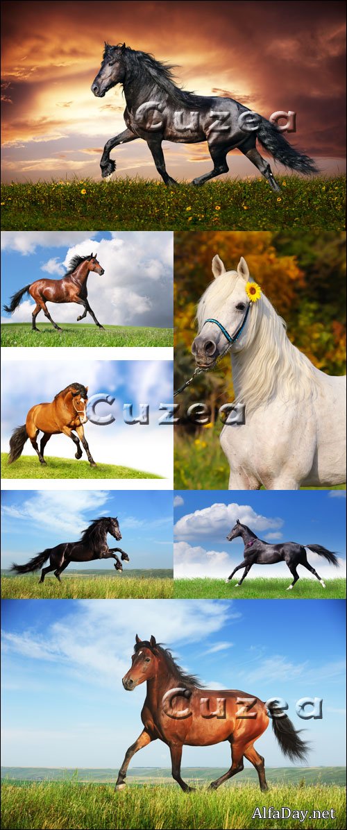 ������, ����, ������� - ���� � ��������, ��������� �������