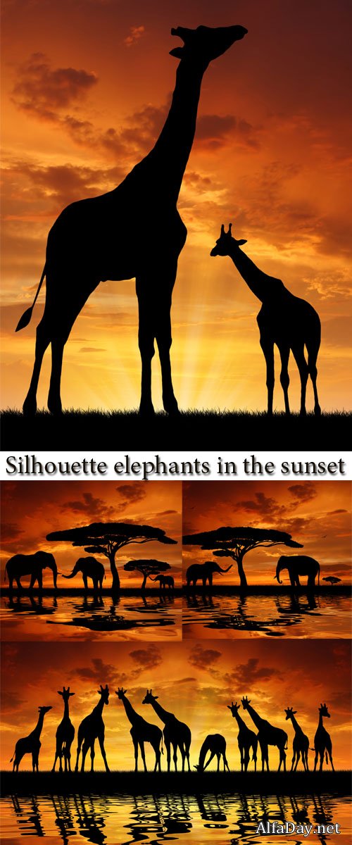 ����������� �������, �����, �����, ������ - ����, ��������� �������