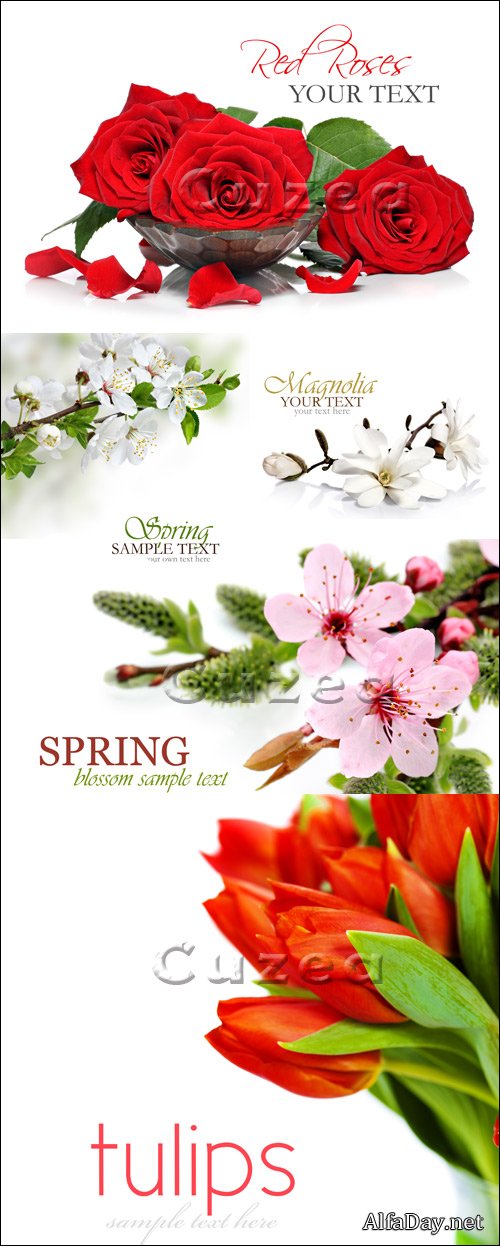 ��������, �����, �����, ��������� ���������� �� ����� ���� - ���� ��������, ��������� �������