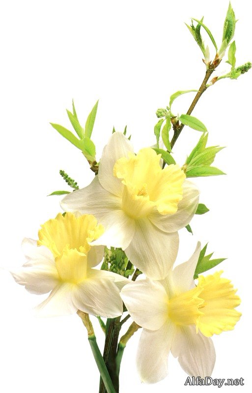 �������, �����������, ��������, ������ - �������� �����, ���������, �������