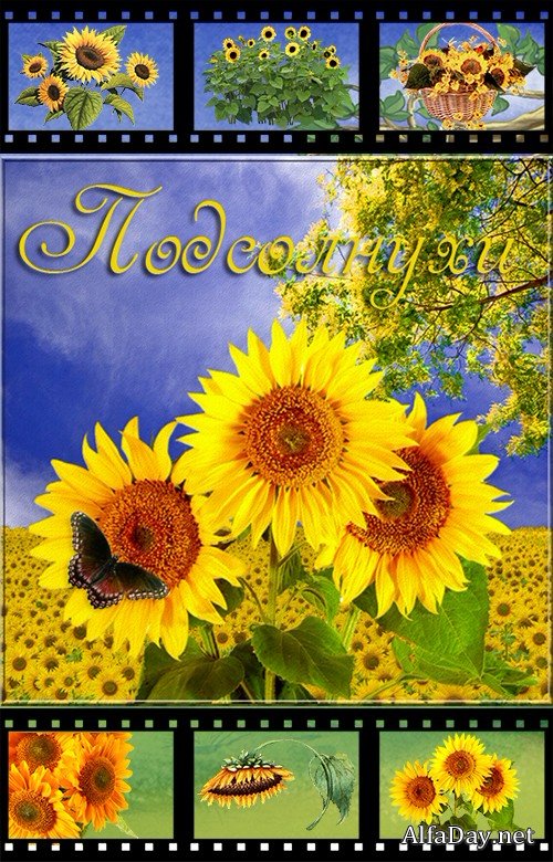 �����, ����������, ������, ���������� - ������� �� ���������� ���� ��� �������