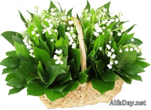 �������, ������, ������� � ����� - �������� ������� PNG