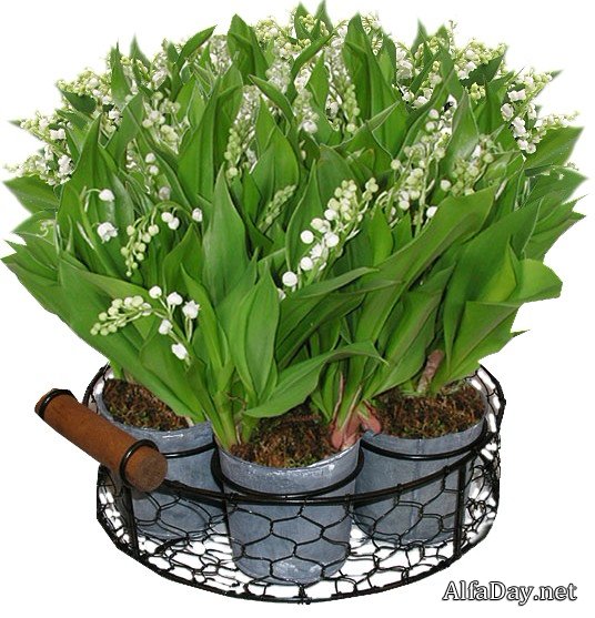 �������, ������, ������� � ����� - �������� ������� PNG