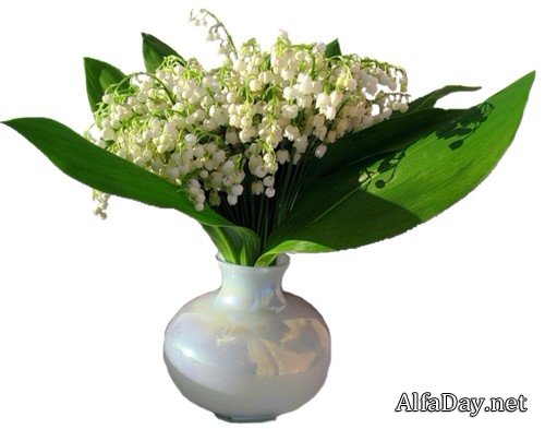 �������, ������, ������� � ����� - �������� ������� PNG