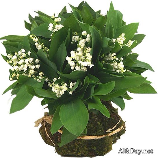 �������, ������, ������� � ����� - �������� ������� PNG