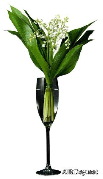 �������, ������, ������� � ����� - �������� ������� PNG