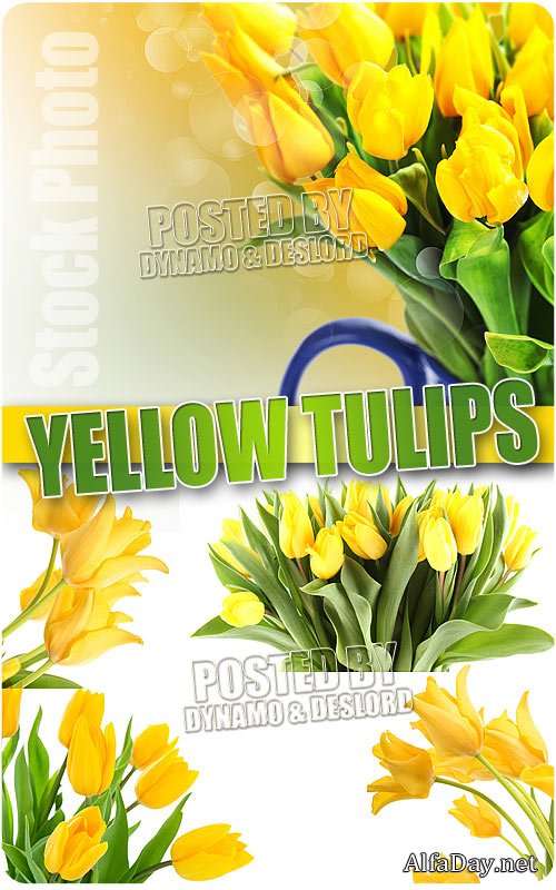 ������ ��������, ����������� ������, 8 �����, �������� ����� - ����, ��������� �������