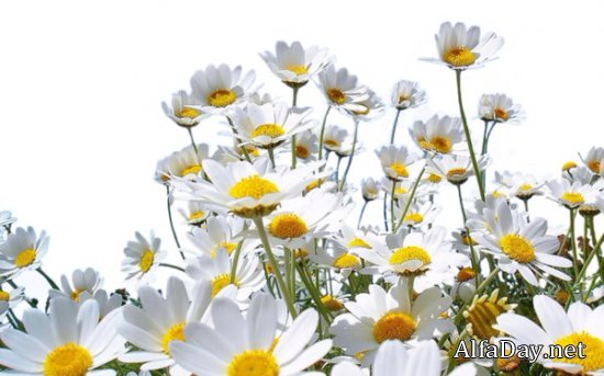 ������ �����, ������� �������, ����������, ������ - ������� ��� �������