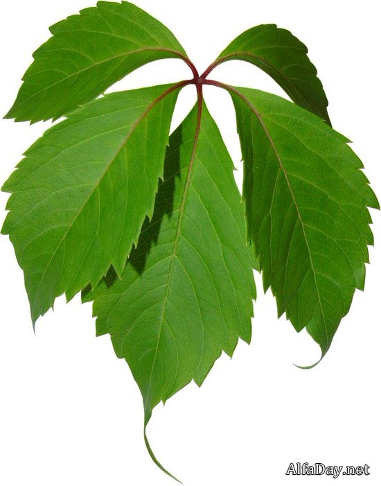 �������� ������, ������� � ������� ������ - ������� �� ���������� ����