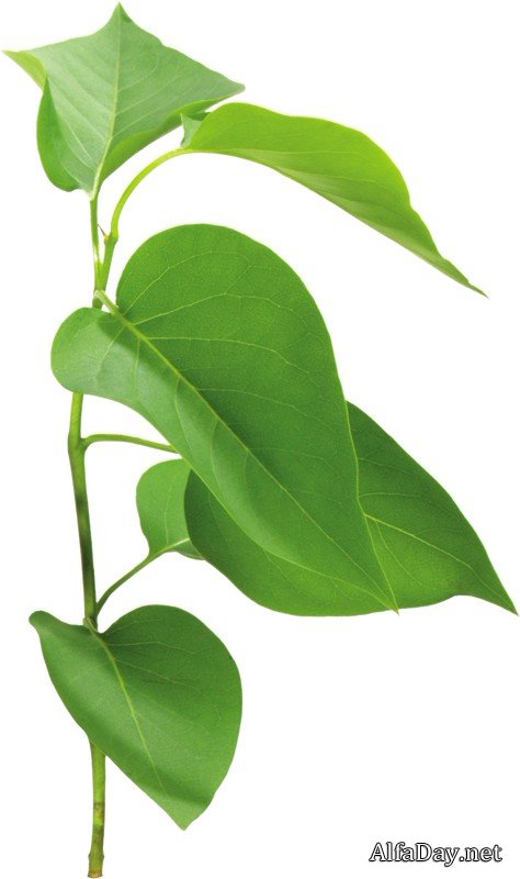 �������� ������, ������� � ������� ������ - ������� �� ���������� ����