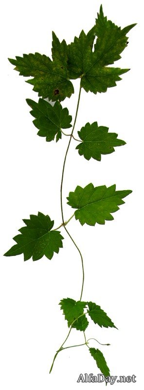 �������� ������, ������� � ������� ������ - ������� �� ���������� ����