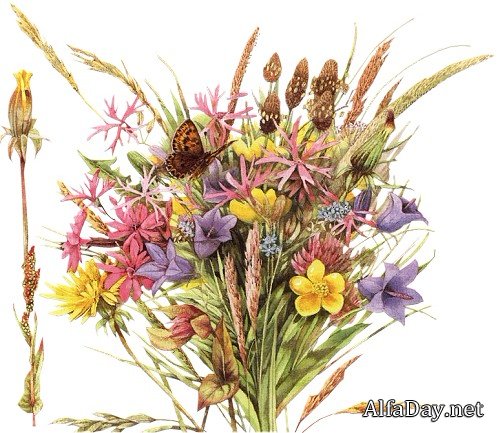 ������� ��������� ��������� Majolein Bastin - ������� PNG