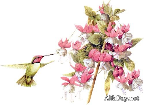 ������� ��������� ��������� Majolein Bastin - ������� PNG