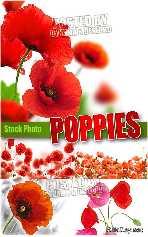 ������� ���� - ����, ��������� ������� �� ����� ����