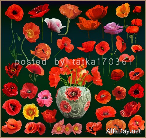 ������� ���� PNG Red Poppy