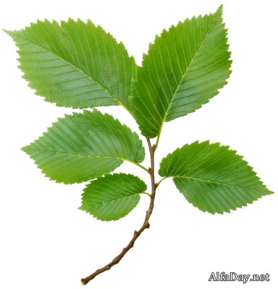 �������� ������, ������� � ������� ������ - ������� �� ���������� ����