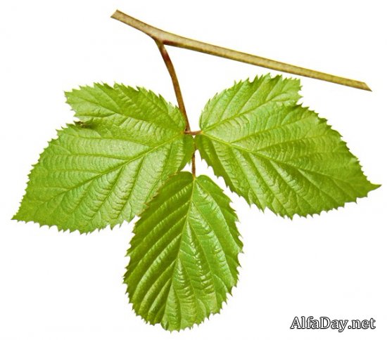 �������� ������, ������� � ������� ������ - ������� �� ���������� ����