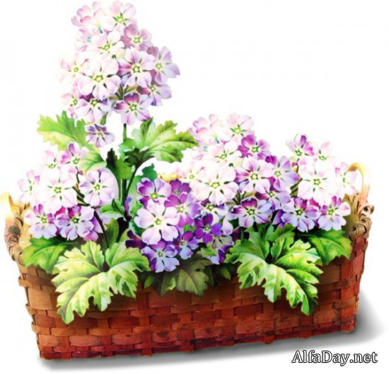 �������� � �������, ��������, �������� � ������� - ������� PNG