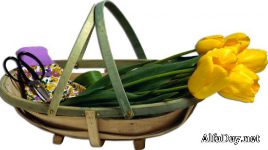 �������� � �������, ��������, �������� � ������� - ������� PNG