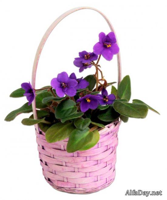 �������� � �������, ��������, �������� � ������� - ������� PNG