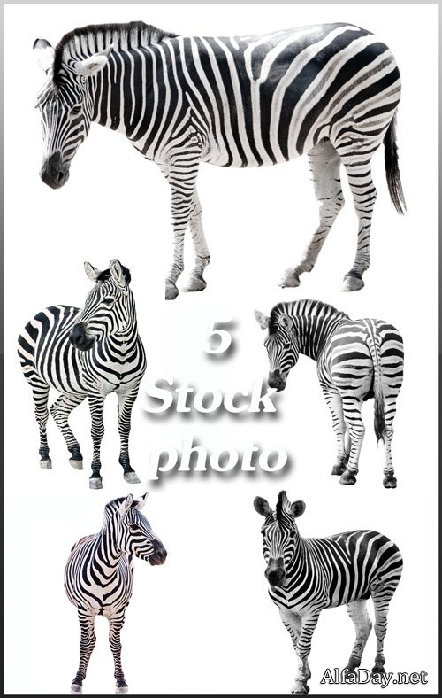 ����� �� ����� ���� - ����, ��������� �������