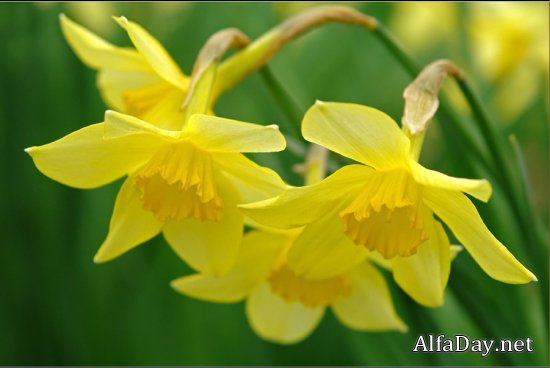 �������, ��������� � ��������