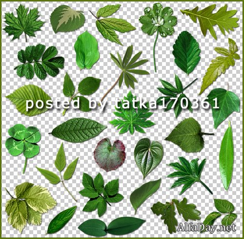 ������� ������ ������ �������� - ������� �� ���������� ����