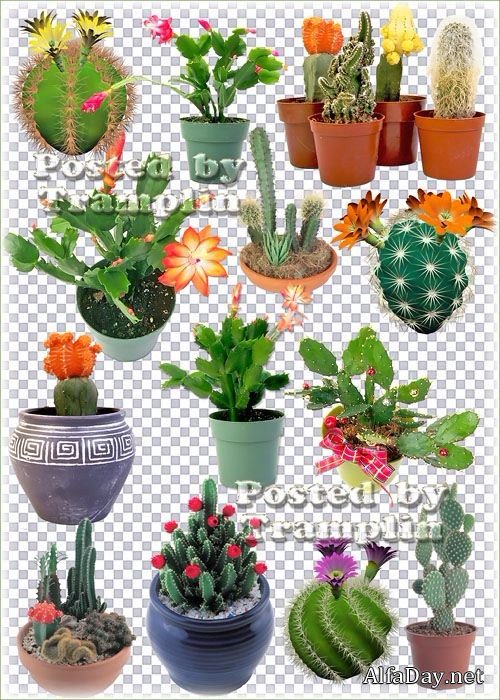 �������� ������� - ������� �� ���������� ����