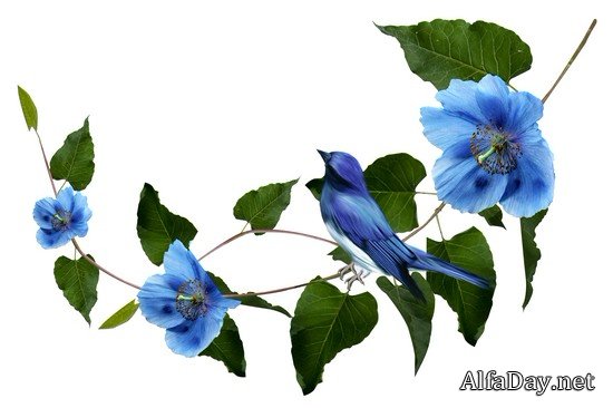 ��������� �����, ��������� ��������, ���������� �� ������, ��������� ������ - ������� PNG