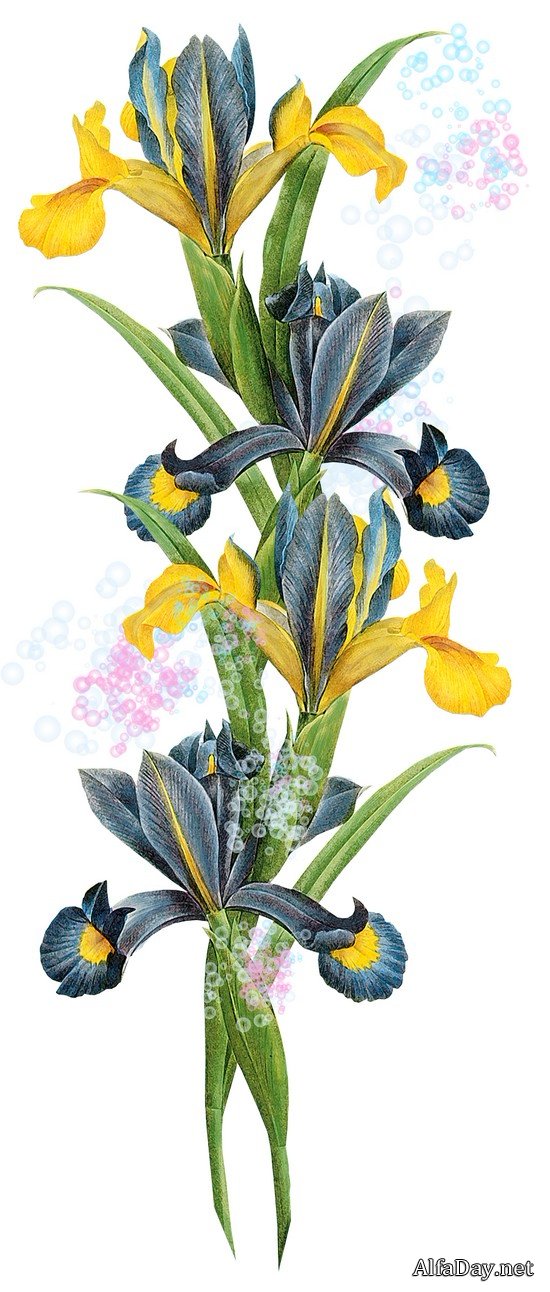 ��������� �����, ��������� ��������, ���������� �� ������, ��������� ������ - ������� PNG