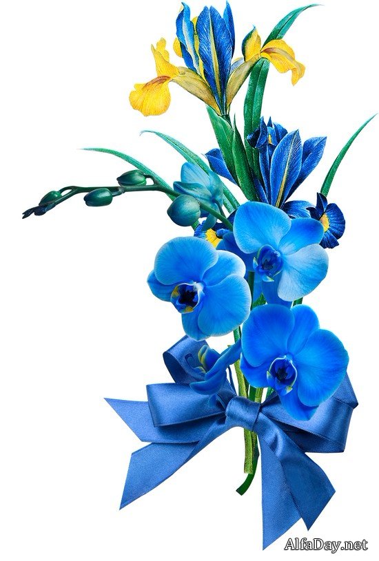 ��������� �����, ��������� ��������, ���������� �� ������, ��������� ������ - ������� PNG