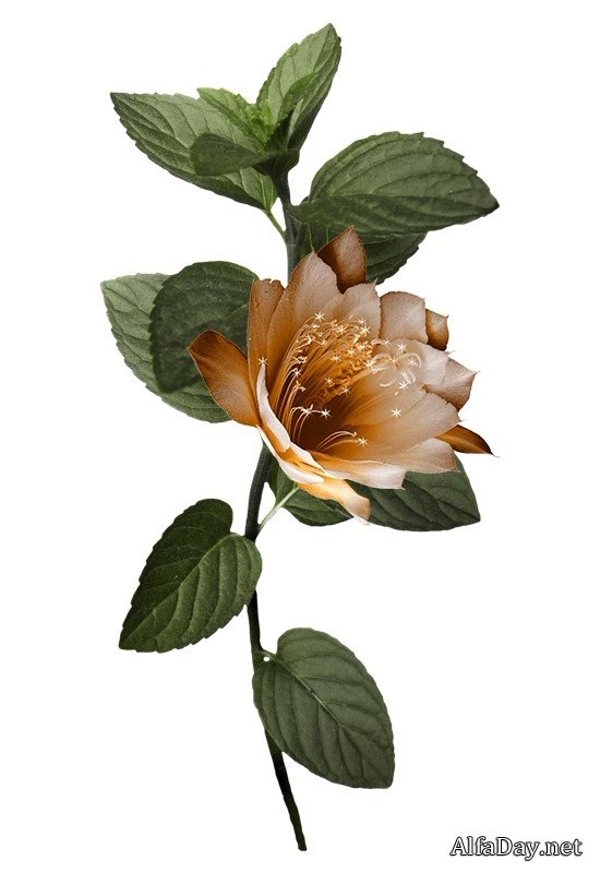 ��������� �����, ��������� ��������, ���������� �� ������, ��������� ������ - ������� PNG