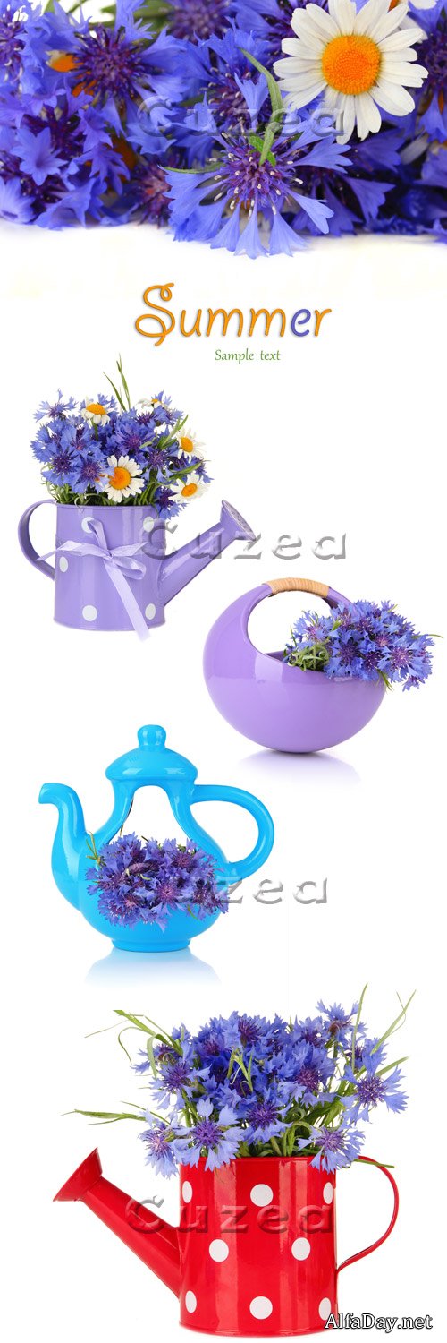 ���������� � ��������� � ���������� / Summer flowers - Stock photo