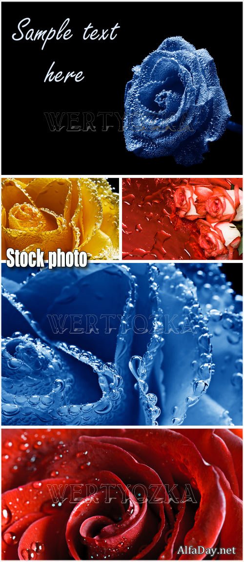 ���� � ������ / Rose with dewdrops - Raster clipart