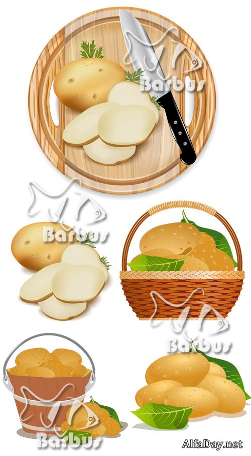 Young potato / ������� ��������