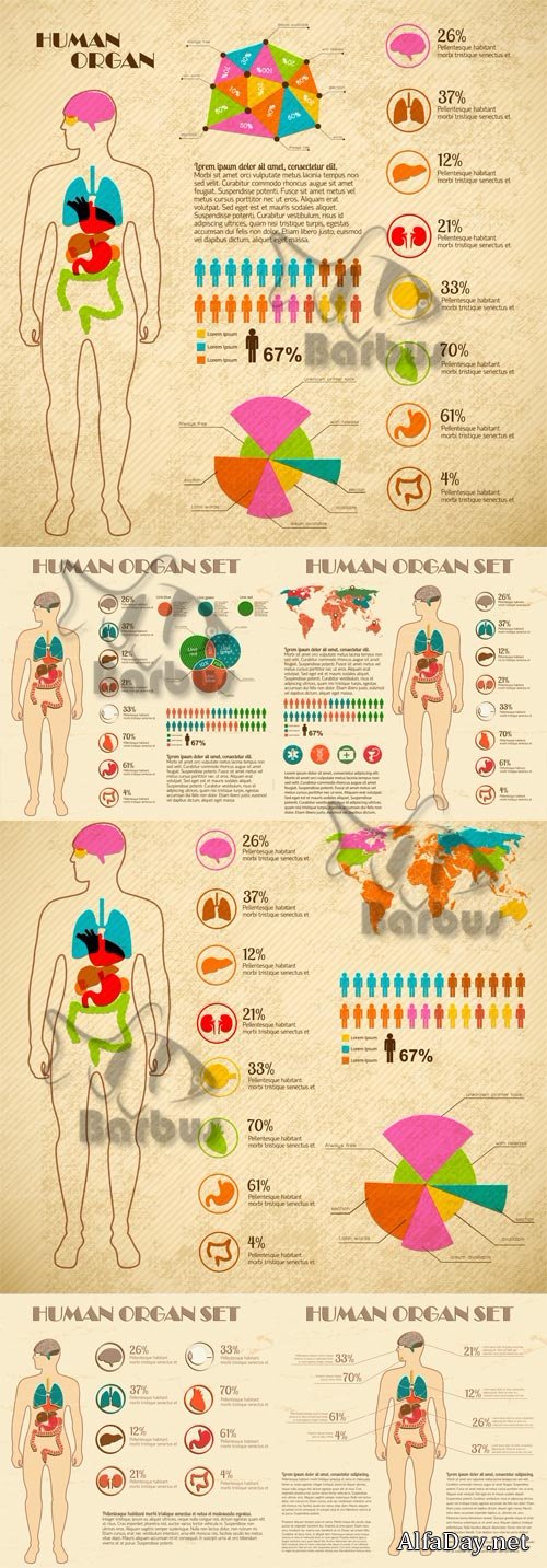 The anatomic Infographic / ������������� �����������