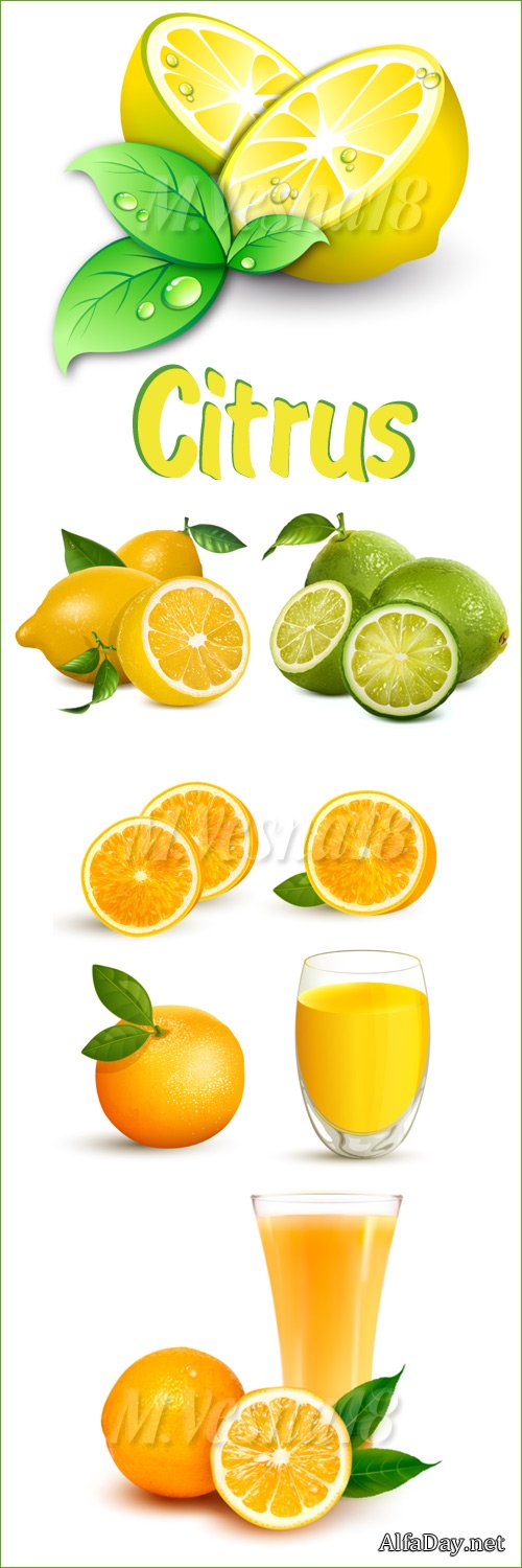 ���������� � ���, ��������, ����, ����� - ��������� ������� / Citrus fruits and glass of juice - vector