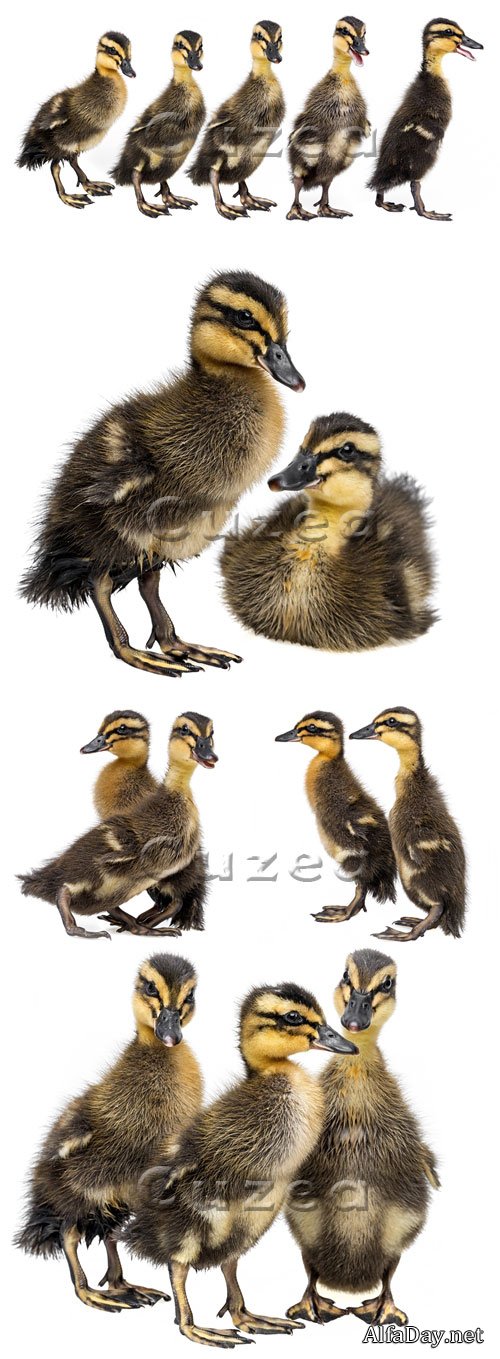����������� ����� / Cute ducklings - Stock photo