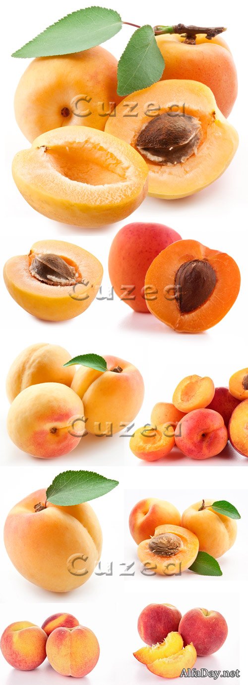 �������� �� ����� ���� / Apricots on white background - stock photo