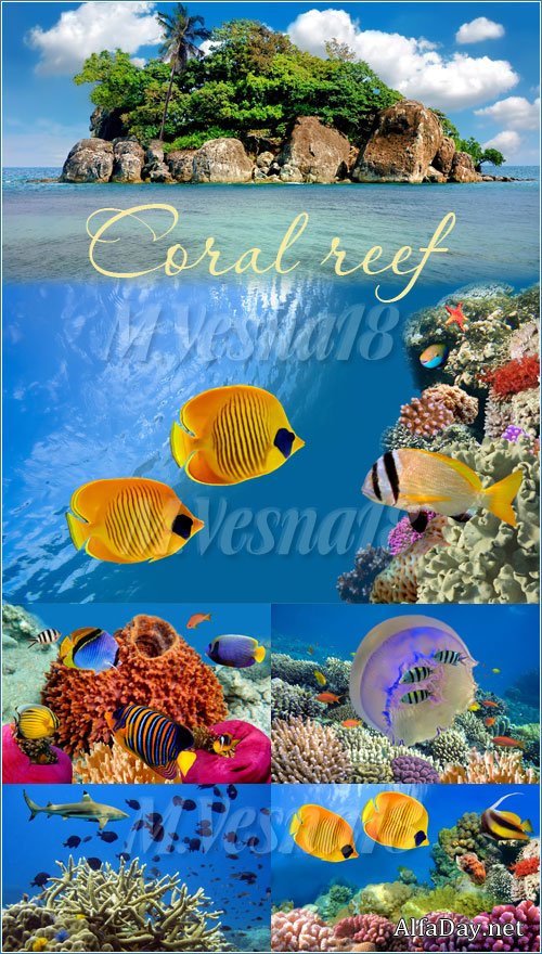 ���������� ���, ��������� ���, ����� - ����, ��������� ������� / Coral reef - stock photo