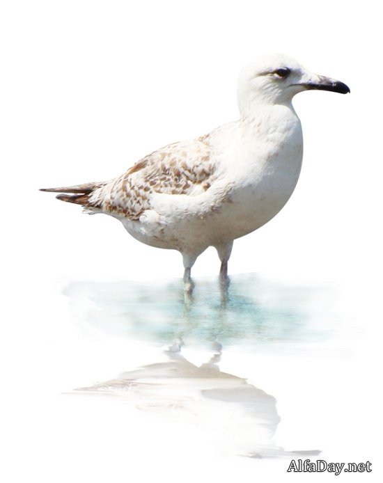 ����� �� ����, ������, ���������, ������� - ������ ������� PNG