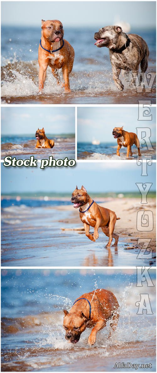 �������� � ������� �� ������ ���� / Walking the dog on the beach - raster clipart