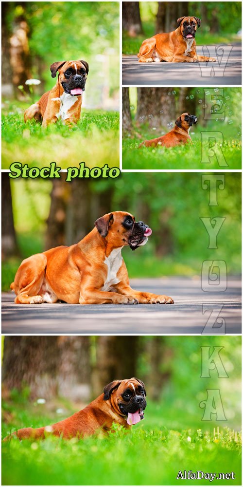 ���������� ������ �� �������  / Pedigreed dog on nature - Raster clipart