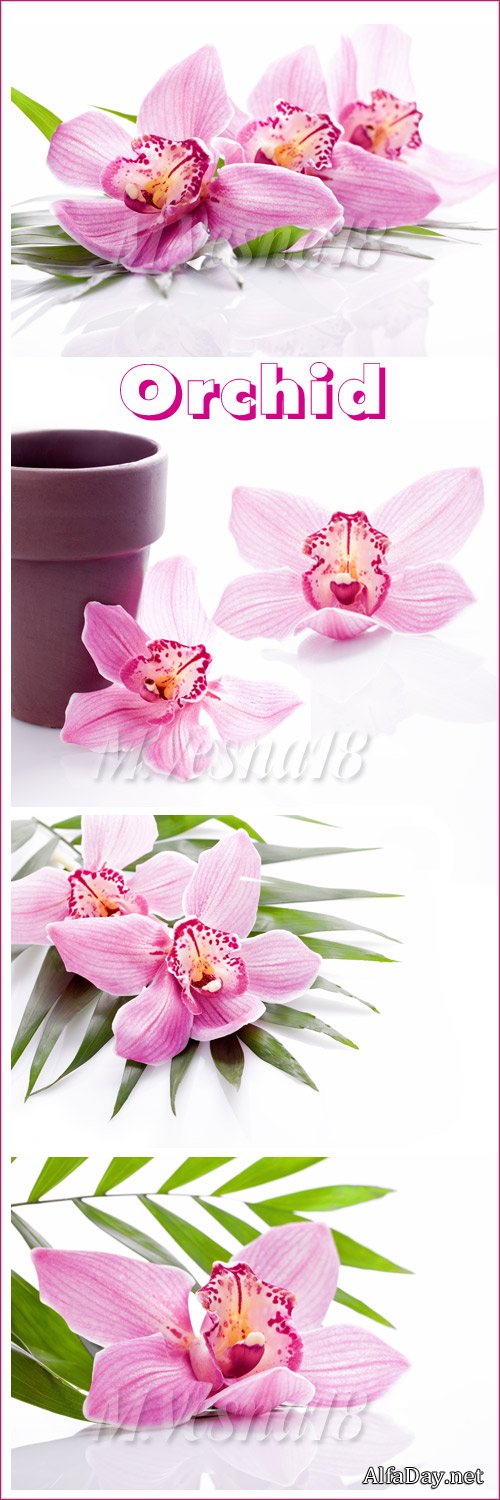 ��������, ������� ������� �� ����� ����, ��������� ������� / Blossom, pink Orchid on a white background, stock photo