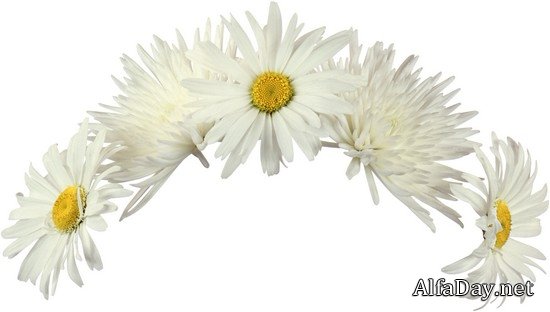 ��������� ��������, ����������, ������� � ������� - ������� PNG �� ���������� ����